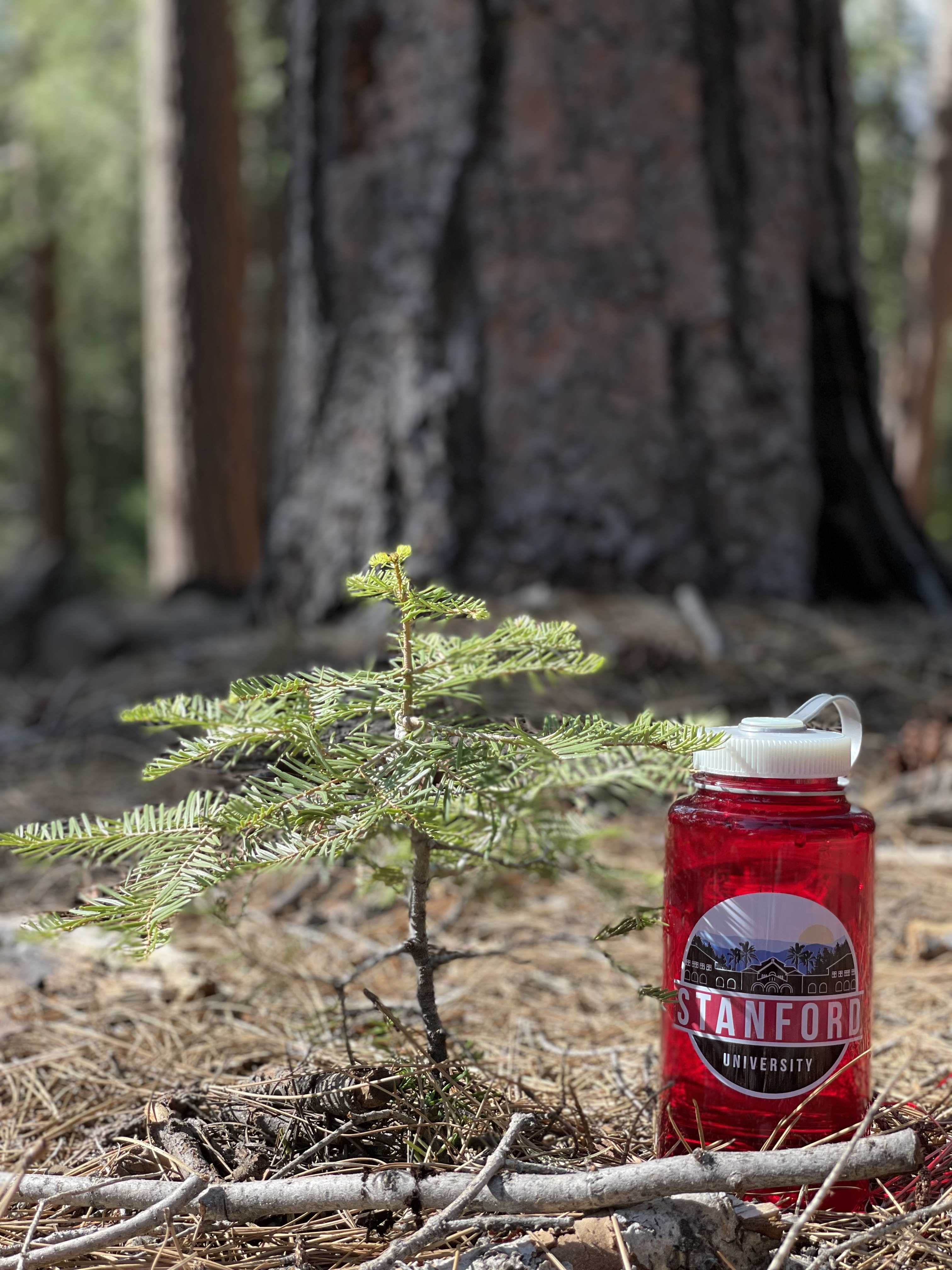 Found a little redwood on the way back! Missed all the little ones in the darkness.