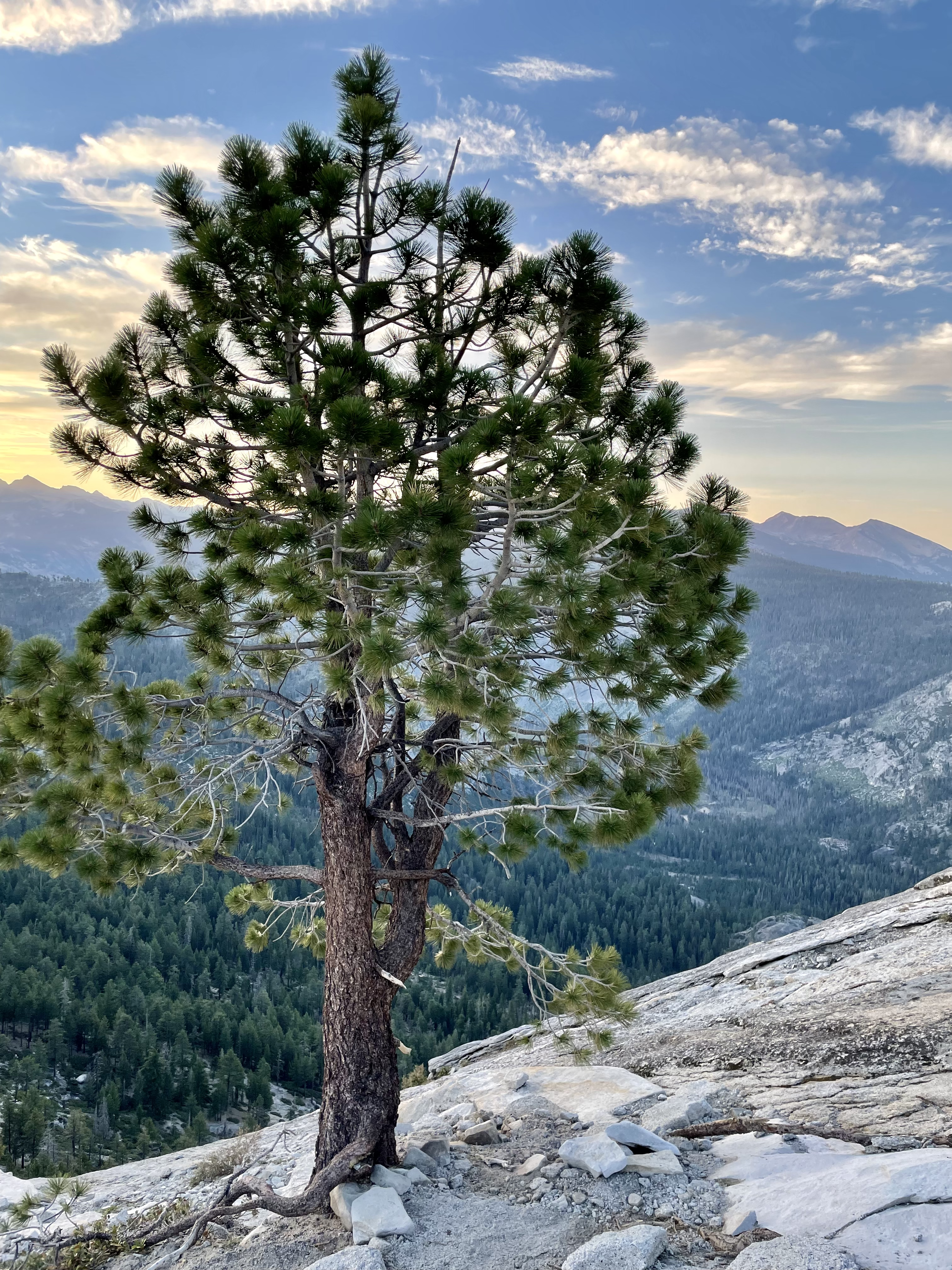 I aspire to be like this tree. It's growing on near-solid granite. Somehow, it found a way.